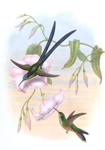 Affiche toile animal oiseau Hylonympha Macrocerca John Gould portrait décor mural 60x90