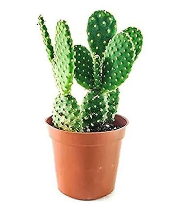 Image of Nagfani Crown of Thorns Live Plant with Pot | Euphorbia Milii Vibrant Flowering Succulent Plant | Outdoor & Indoor Decorative Cactus Type Plant for Home Garden & Balcony