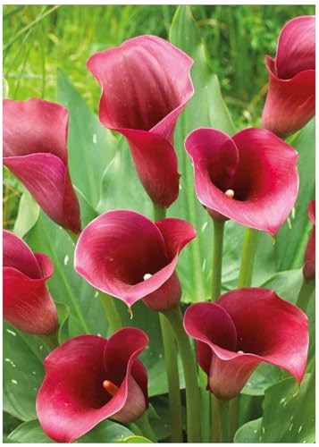 Zantedeschia Captain Promise | bulbi estivi | 2 bulbi di calla rossa | MY PLANTIS | calle colorate