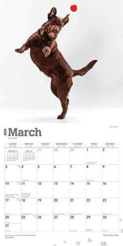Chocolate Labrador Retrievers | 2024 12 x 24 Inch Monthly Square Wall Calendar | BrownTrout | Animals Dog Breeds