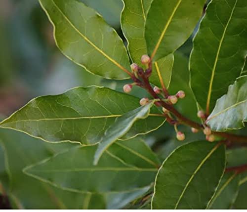Bay leaf ' tej patta