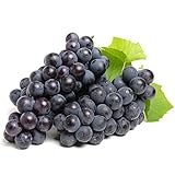 Kernlose Weintrauben Winterhart - Samen Weintrauben Kernlos Obstbaum Trauben - Obst Frisch Bio Saatgut Zimmerpflanze KüBelpflanzen Winterharte Kletterpflanzen Seed Best Of Bonsai Stauden 200Stück