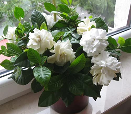 200+ Gardenia Seeds(Cape Jasmine) For Home Garden Planting #TOP1