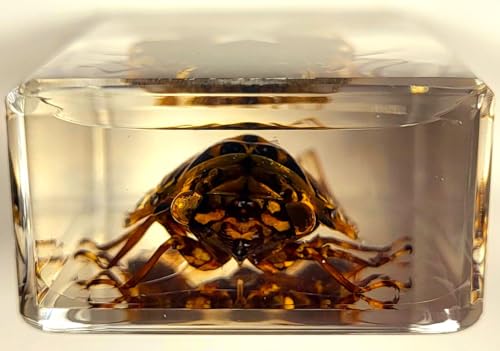 Image of 44mm Real Cicada in Crystal Clear Lucite Resin Crafts Specimen Preserved Various Animal Insect Bug Taxidermy Collection for Biology Science Education & Desk Ornament Display Supplies