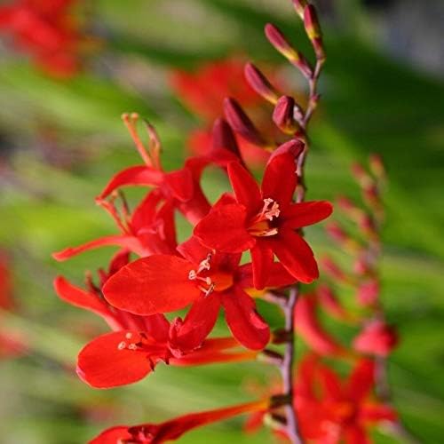 Amazon Co Jp 1 ルシファークロコスミア 赤開花多年生 電球 Diy 工具 ガーデン