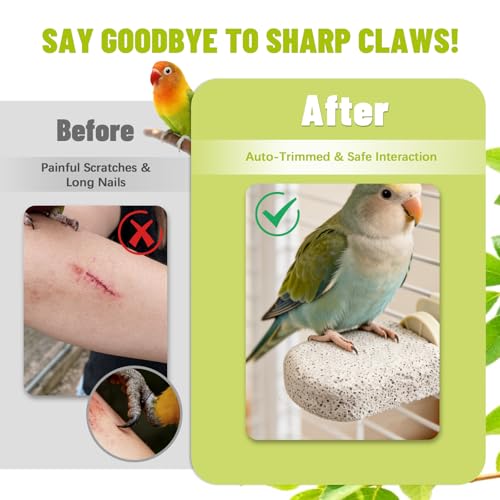 Image of 4 Pcs Lava Ledge Bird Perch Platform Set for Cages | Fits Small /Medium Parrots (Budgies, Conures) | Volcanic Calcium Stone for Beak Grinding & Claw Trimming | Tool-Free Mount