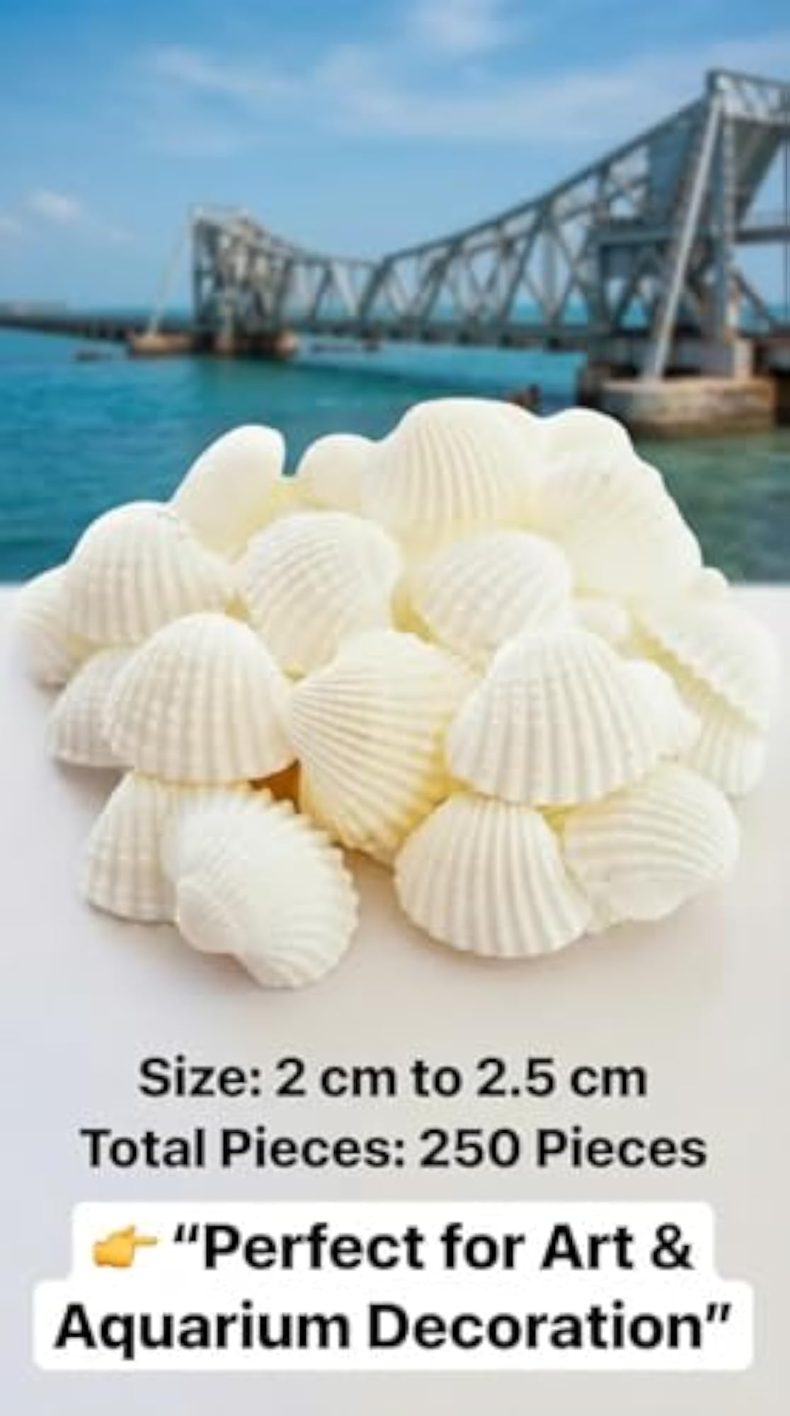 5 Rare type Natural Seashell Collection