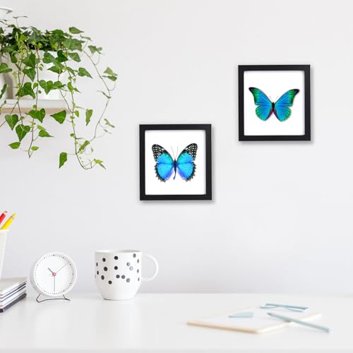 4 Stück Insekten Vitrine Zur Wandmontage,Schmetterlings Insekt Proben Ausstellungsbox Mit Eva Schaumstoffplatten Insekten Schaukasten für Bug Hobbyist,15,1x15,1 cm
