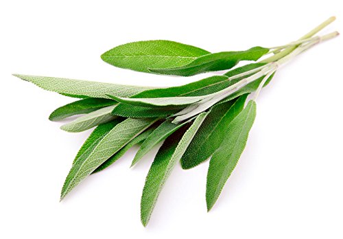 Sage Seeds- Broad Leaf- Heirloom Herb- 50+ Seeds #TOP20