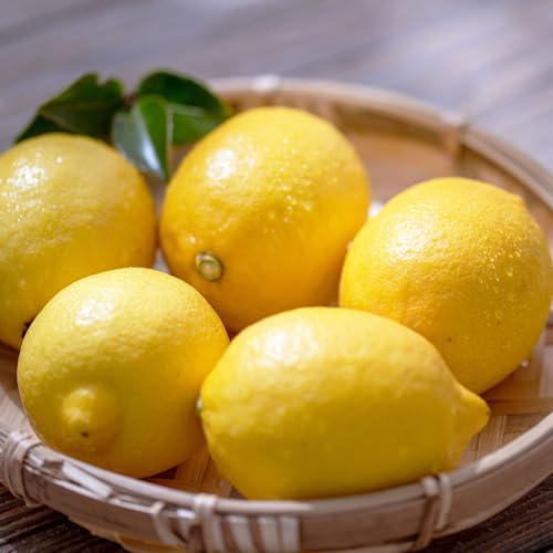 国産 オーガニック大玉レモン (璃の香) 約3kg