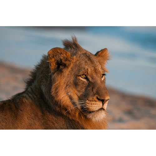 ArtDirect Portrait of a lion resting on a river bank Sand River-Mala Mala Game Reserve-South Africa Unframed Art Print Giclee Poster by Pitamitz, Sergio - 10x7, 14x9, 20x13, 36x24, 48x32, 60x40 Inches