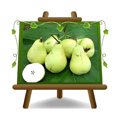 EURO PLANTS VIVAI Poirier bouteille Bottiglia plante fruitière ancienne plante fruitière en pot 20 cm hauteur 150-170 cm - Âge 2 ans