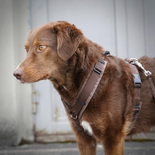 Anny-X Brustgeschirr Open Fun | Hundegeschirr für Sensible Hunde | Farbe Braun-Braun | Gr. M (Brustumfang 62-74cm)