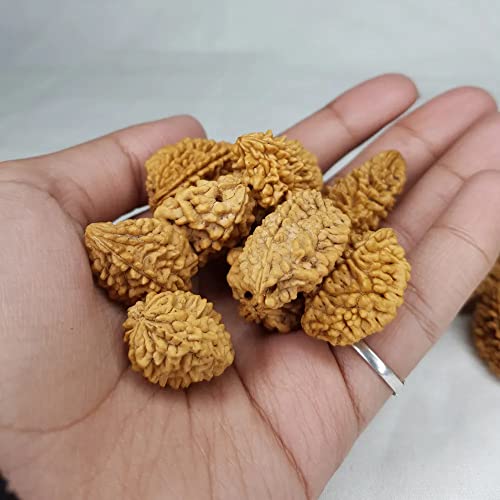 Image of Vado Certified 2 Mukhi Rudraksha with Authentic Lab Certificate Genuine oval shape Indian Natural Beads (2 Mukhi)