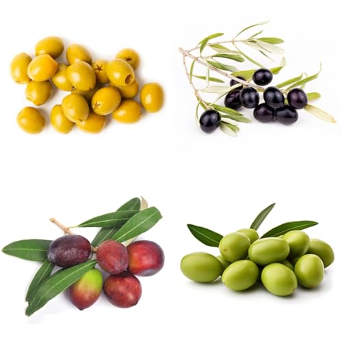 semi di ulivo - ulivo - giardino roccioso resistenti olivo, resistenti all'inverno per balcone fresca, decorazione soggiorno 5pcs