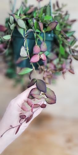 Hoya Rosita - Live Rare Tropical Wax Plant, Fully Rooted