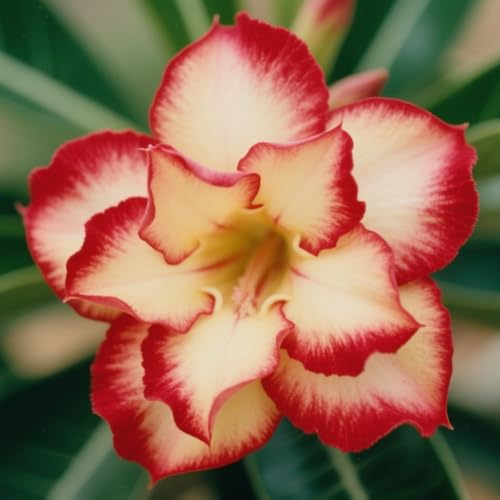 [Vnuhgzs] La rosa del desierto florece todos los años/decoración de interior en maceta (maceta no incluida)-1 bulbo-C