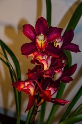 Ritz Farming Orchid flower bulbs for home gardening (pack of 1 Flower bulbs) (B09RF9D55V) Amazon Price History, Amazon Price Tracker