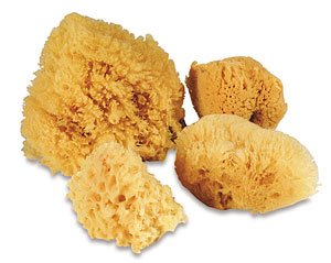 Hermit Crab Natural SEA Sponge SPONGES - for Cage & Water Dish - Multiple Sizes (2 INCH - 3 INCH Size)