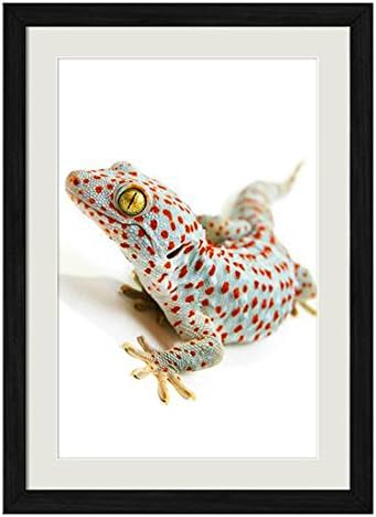 Amazon Co Jp トッケイヤモリ 動物の写真木製黒額縁アートポスター 35cmx50cm ホーム キッチン