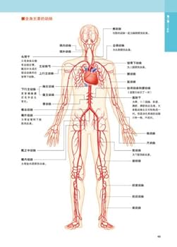Amazon.co.jp: 【网 正版书籍】3D人体解剖图 : 本