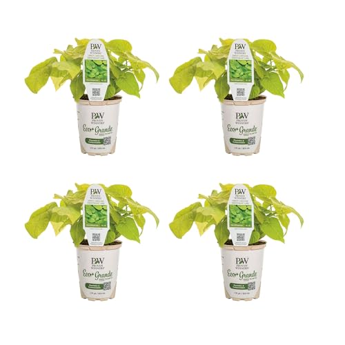 Proven Winners Sweet Caroline Sweetheart Lime image