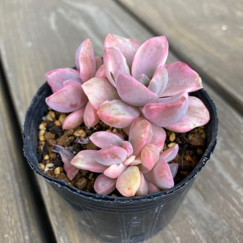 観葉植物 多肉植物 錦」の人気商品一覧 | 安い商品を通販サイトから