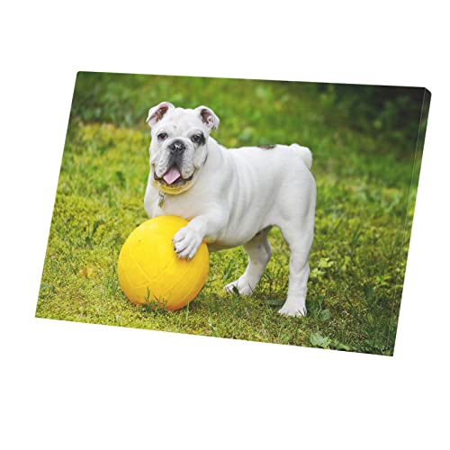 Tableau bouledogue blanc en toile pour amoureux des animaux décoration tendre 45x30