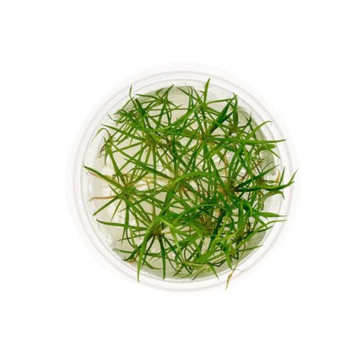 SubstrateSource Live Plant - Echinodorus tenellus 'Micro' - Foreground Rosette for Carpeting, Snail-Free in Vitro Aquarium Plant - Tissue Culture