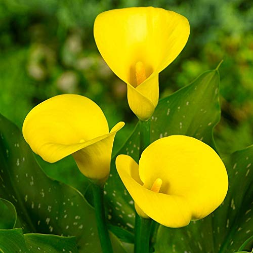 See full amazon price history chart for Zantedeschia Calla Lily Flower Bulbs Plant Live for Home Gardening Pack of 2 bulbs By Zabbus yellow Zantedeschia Calla Lily Flower Bulbs Plant Live for Home Gardening Pack of 2 bulbs By Zabbus yellow (B0BT2X7YB1) Amazon Price History, Amazon Price Tracker