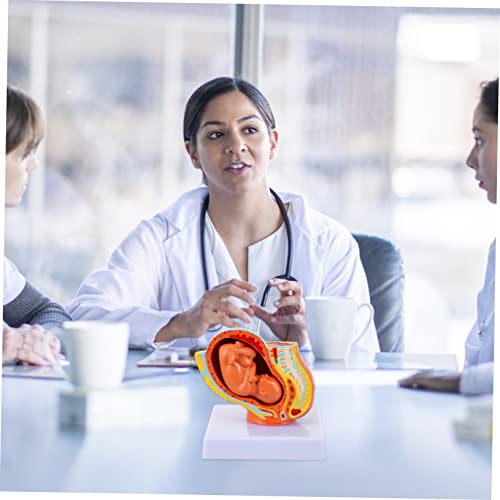 Modèle d'embryon placenta anatomie utérine pour enseignement de grossesse - 6