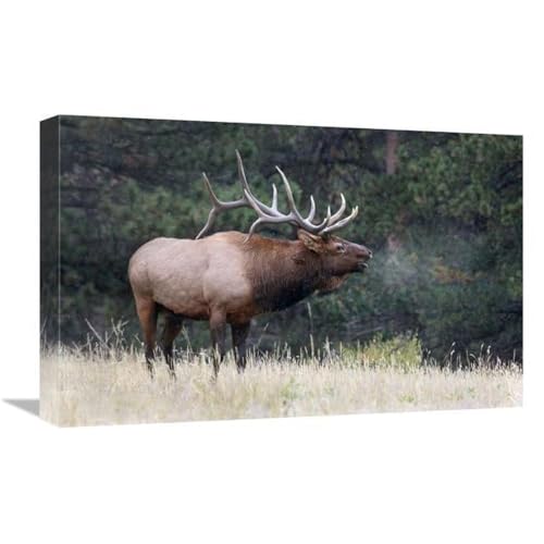 22 in. Light Snow Falling Art Print - Vic Schendel