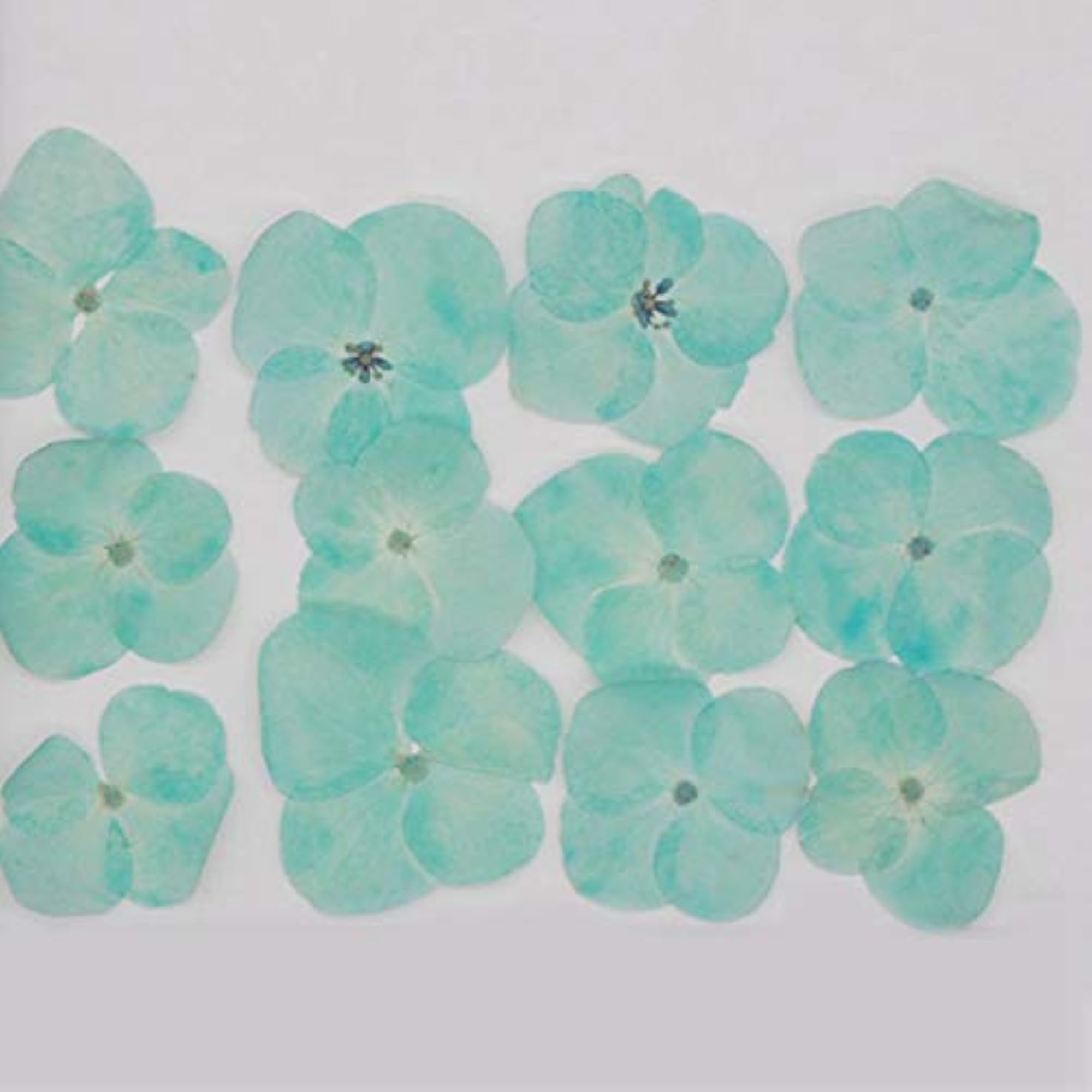 60PCS Pressed Hydrangea Flower DIY Craft Supplies