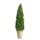Mills Floral Boxwood Cone Topiary in Pot II