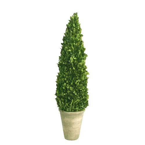 Mills Floral Boxwood Cone Topiary In Pot Ii #TOP21