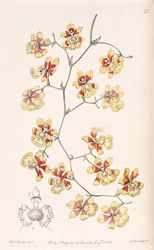 Pinturas murales retro de Oncidium Divaricatum en impresión artística de 60x90cm