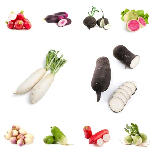 semi di ravanello, acquistarere di invernali Rafano sativus, perenni da cucina semi di da balcone 200pcs
