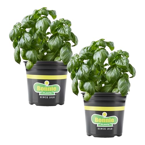 Bonnie Plants Sweet Basil Live Plant 1 Gal. 2-Pack