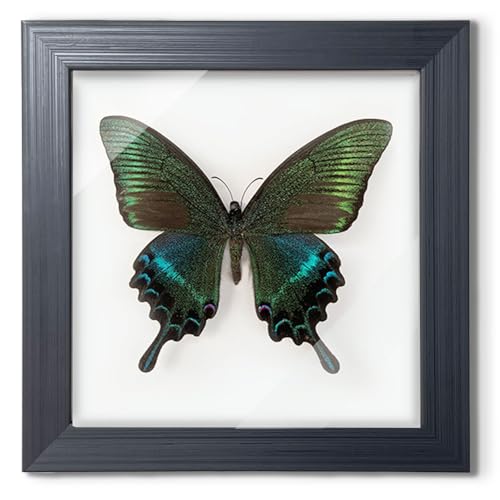 ITrixgan Taxidermy Framed Real Butterfly...