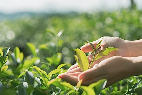 Iced Tea Sweet, Real Brewed thumb #5