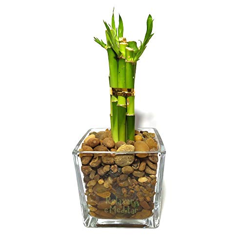 Vaso de Vidro com Seis Mudas de Bambu da Sorte (Médio)