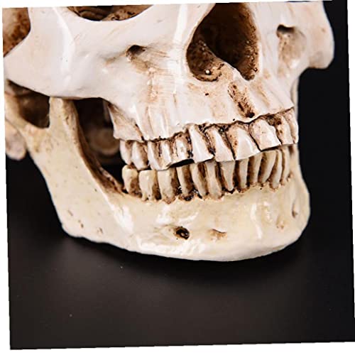 Crâne de collection en résine médicale, artisanat haut de gamme - 6