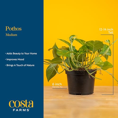 Image of Costa Farms Live Indoor Plant Golden Pothos, Easy Care Houseplant, 10-Inches Tall in 6-Inch Nursery Pot, Natural Air Purifying Greenery for Home Decor, Office Desk, or Hanging Planter Gift