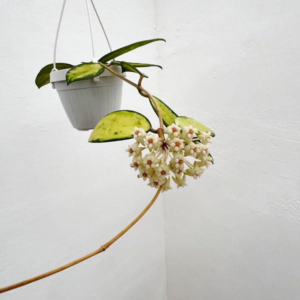 Amazon｜[観葉植物フェア]ホヤ：アクターバリエガータ 3号吊り鉢