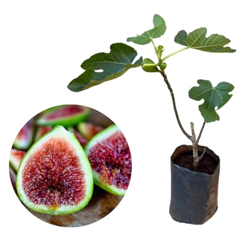 Muda De Figo Roxo Enxertada - Produz Rápido