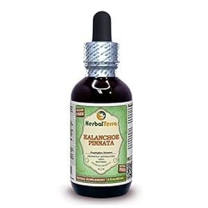 Kalanchoe Pinnata (Bryophyllum Pinnatum) Glycerite, Dried Leaves and Stems Alcohol-Free Liquid Extract, 2 fl.oz Pack of 1
