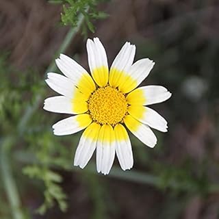 Garland Garland Daisy Seeds