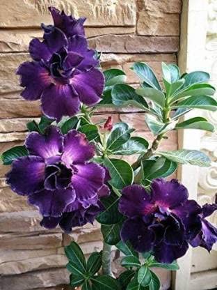 The Entacloo Adenium Plant (KH-347) (B0BMX2Z5HZ) Amazon Price History, Amazon Price Tracker