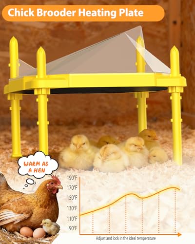 Plaque de couveuse pour poussins réglable pour éviter les pertes d'élevage