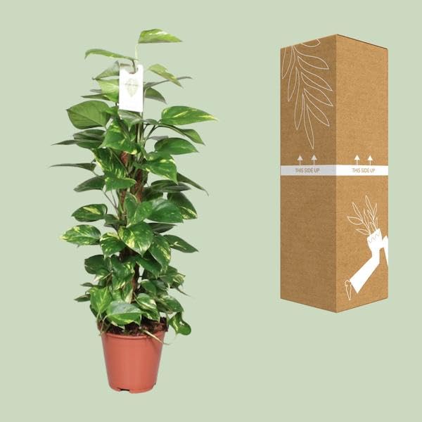 Efeutute Epipremnum Scindapsus Pinnatum Goldene Efeutute am Ø19 cm 80 cm